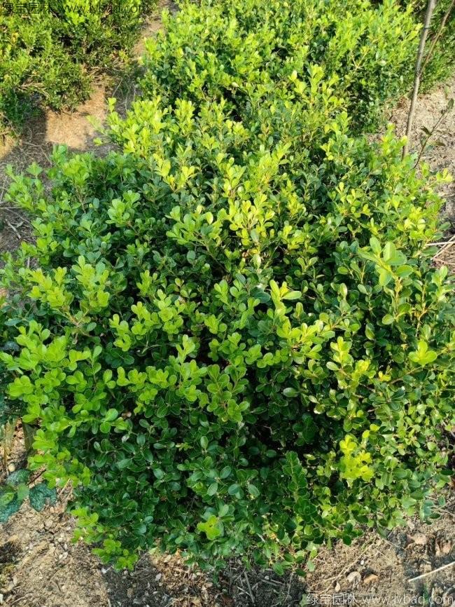 <a href='http://www.fscangbo.com/linmuzhongzi/1764.html' target='_blank'>小葉黃楊</a>球