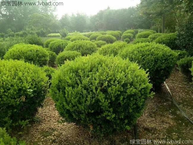 <a href='http://www.fscangbo.com/qiuleizhiwu/3499.html' target='_blank'>小葉黃楊球</a>