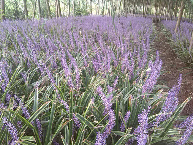 金邊<a href='http://www.fscangbo.com/caobenzhiwu/3396.html' target='_blank'>沿階草</a>