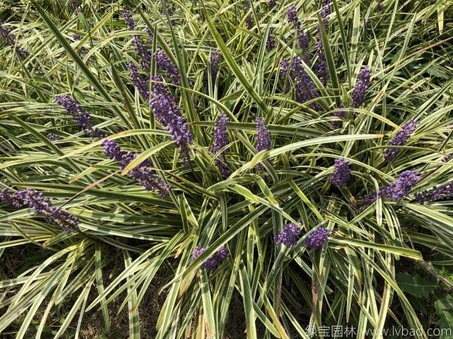 金邊<a href='http://www.fscangbo.com/caobenzhiwu/3396.html' target='_blank'>沿階草</a>