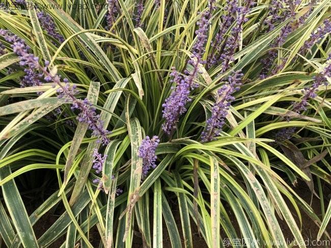 <a href='http://www.fscangbo.com/caobenzhiwu/3398.html' target='_blank'>金邊沿階草</a>