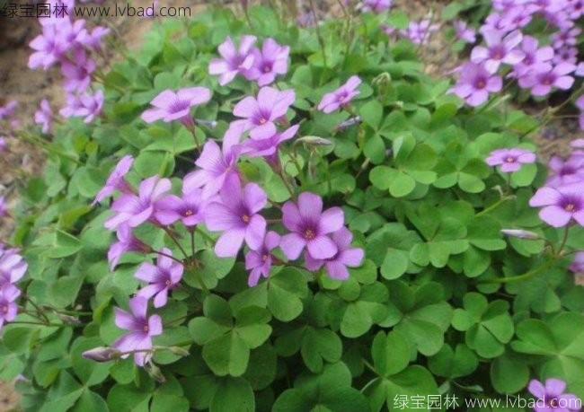 <a href='http://www.fscangbo.com/caobenzhiwu/3413.html' target='_blank'>紅花酢醬草</a>