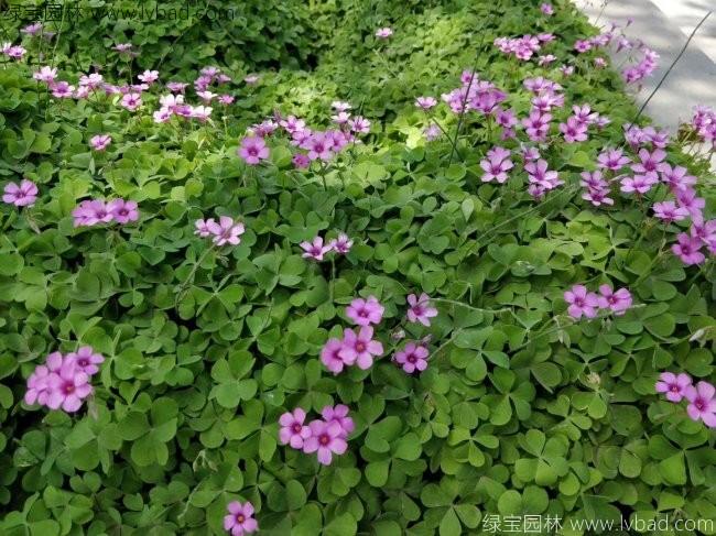 <a href='http://www.fscangbo.com/yaocaizhongzi/2335.html' target='_blank'>紅花</a>草