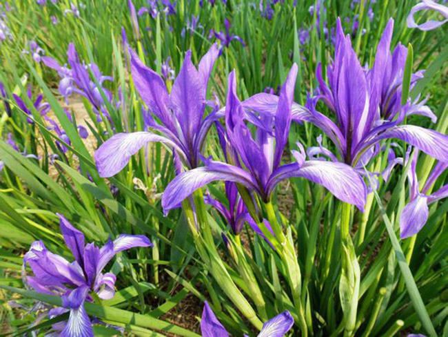 <a href='http://www.fscangbo.com/caohuazhongzi/1591.html' target='_blank'>馬蘭</a>花