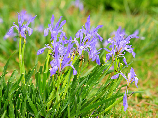 <a href='http://www.fscangbo.com/caohuazhongzi/1591.html' target='_blank'>馬蘭</a>花