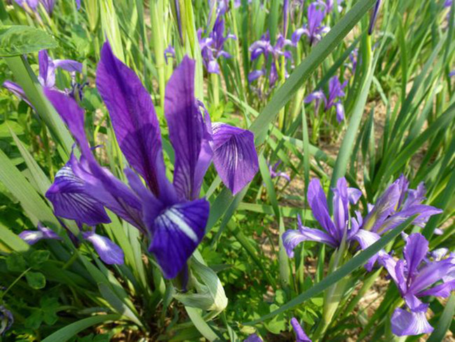 <a href='http://www.fscangbo.com/caobenzhiwu/3383.html' target='_blank'>馬蘭花</a>