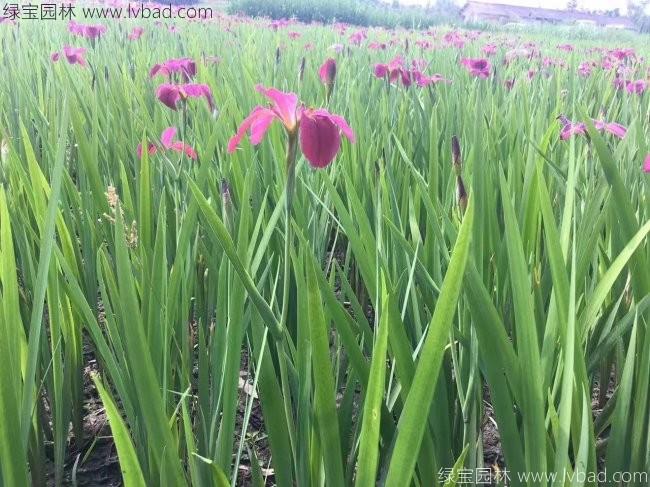 水生<a href='http://www.fscangbo.com/caohuazhongzi/1578.html' target='_blank'>鳶尾</a>