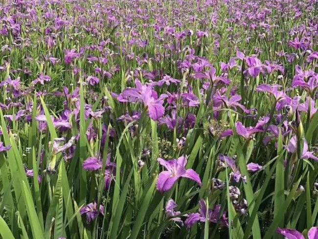 德國<a href='http://www.fscangbo.com/caohuazhongzi/1578.html' target='_blank'>鳶尾</a>