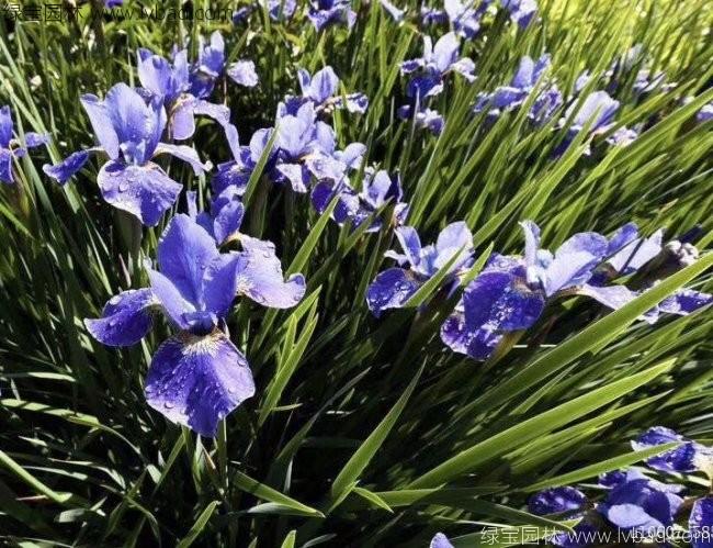 <a href='http://www.fscangbo.com/caobenzhiwu/3386.html' target='_blank'>德國鳶尾</a>
