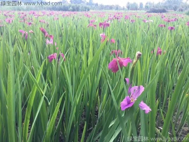 德國<a href='http://www.fscangbo.com/caohuazhongzi/1578.html' target='_blank'>鳶尾</a>