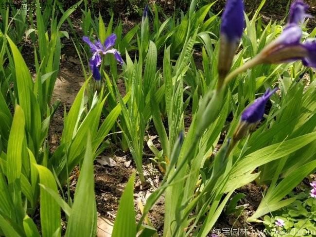 <a href='http://www.fscangbo.com/caobenzhiwu/3388.html' target='_blank'>常綠鳶尾</a>