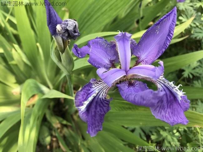 常綠<a href='http://www.fscangbo.com/caohuazhongzi/1578.html' target='_blank'>鳶尾</a>