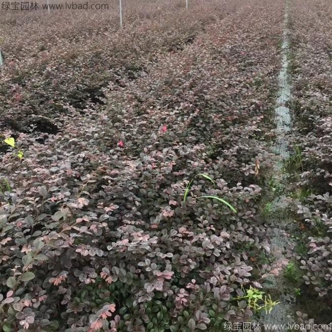 <a href='http://www.fscangbo.com/yaocaizhongzi/2335.html' target='_blank'>紅花</a>繼木