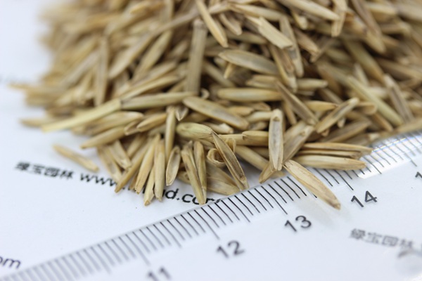 冰草<a href='http://www.fscangbo.com/' target='_blank'>種子</a>