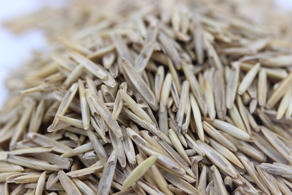 <a href='http://www.fscangbo.com/mucaozhongzi/1665.html' target='_blank'>冰草種子</a>