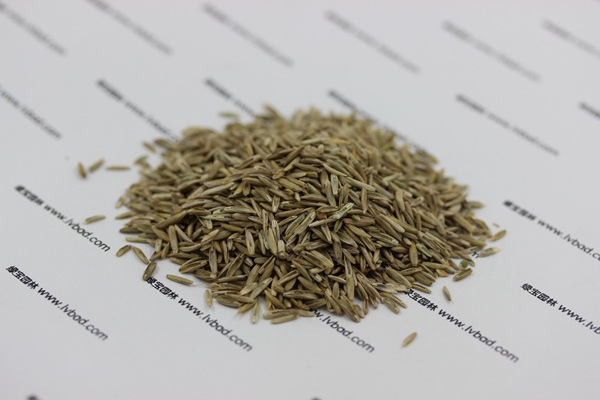 一年生黑麥草種子 一年生黑麥草種子