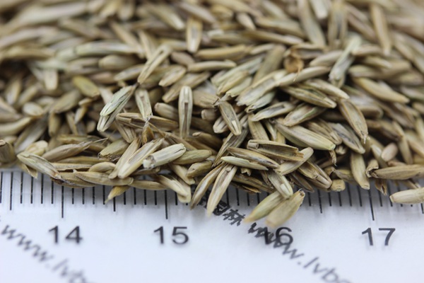 一年生黑麥草種子 一年生黑麥草種子