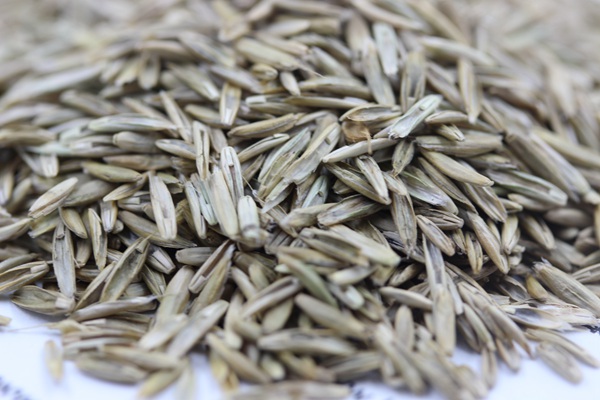 一年生黑麥草種子 一年生黑麥草種子