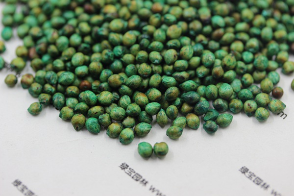 甜高粱<a href='http://www.fscangbo.com/' target='_blank'>種子</a>