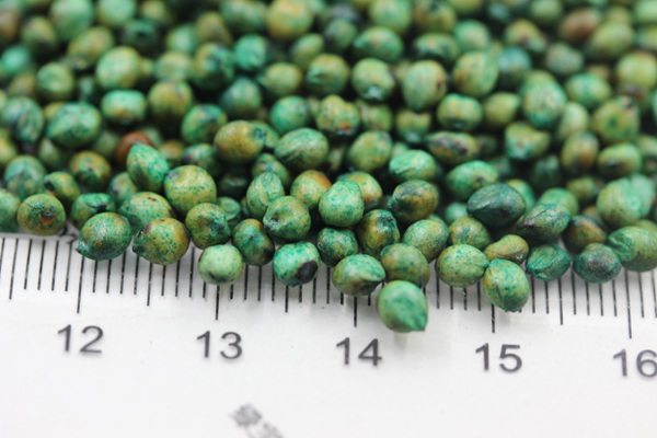 甜高粱<a href='http://www.fscangbo.com/' target='_blank'>種子</a>