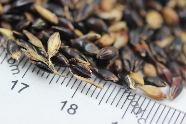 蘇丹草<a href='http://www.fscangbo.com/' target='_blank'>種子</a>