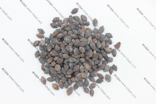 <a href='http://www.fscangbo.com/caohuazhongzi/1658.html' target='_blank'>紫茉莉</a><a href='http://www.fscangbo.com/' target='_blank'>種子</a>