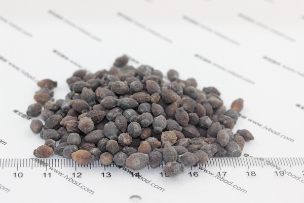 <a href='http://www.fscangbo.com/caohuazhongzi/1658.html' target='_blank'>紫茉莉種子</a>