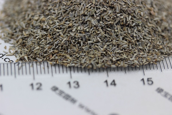 五色梅<a href='http://www.fscangbo.com/' target='_blank'>種子</a>