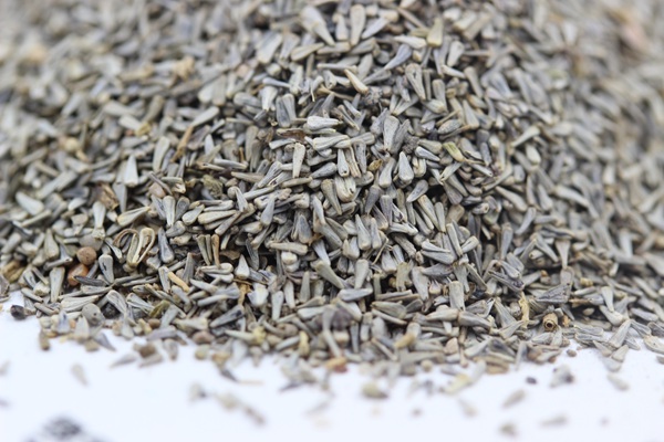 <a href='http://www.fscangbo.com/caohuazhongzi/1634.html' target='_blank'>五色梅</a><a href='http://www.fscangbo.com/' target='_blank'>種子</a>