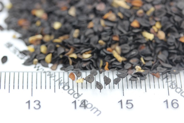 <a href='http://www.fscangbo.com/caohuazhongzi/1632.html' target='_blank'>五彩石竹種子</a>