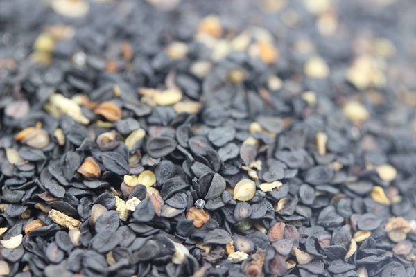 五彩<a href='http://www.fscangbo.com/caohuazhongzi/97045.html' target='_blank'>石竹種子</a>