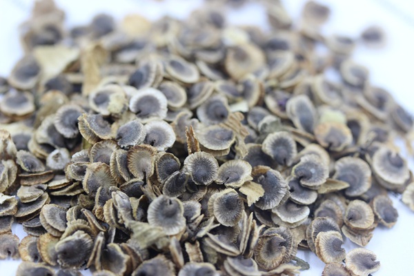 <a href='http://www.fscangbo.com/caohuazhongzi/1625.html' target='_blank'>蜀葵</a><a href='http://www.fscangbo.com/' target='_blank'>種子</a>