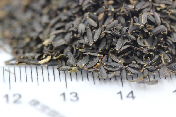 <a href='http://www.fscangbo.com/caohuazhongzi/1621.html' target='_blank'>蛇目菊種子</a> 蛇目菊<a href='http://www.fscangbo.com/' target='_blank'>種子</a>