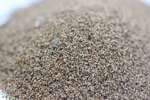 千屈菜<a href='http://www.fscangbo.com/' target='_blank'>種子</a>