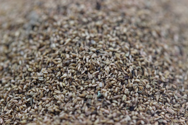 <a href='http://www.fscangbo.com/caohuazhongzi/1610.html' target='_blank'>千屈菜</a><a href='http://www.fscangbo.com/' target='_blank'>種子</a>