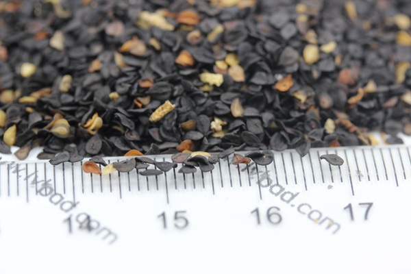 <a href='http://www.fscangbo.com/caohuazhongzi/1598.html' target='_blank'>美國石竹種子</a>