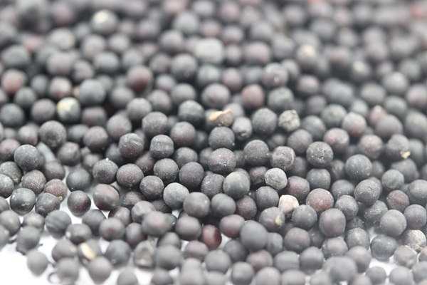 <a href='http://www.fscangbo.com/caohuazhongzi/1595.html' target='_blank'>滿天星種子</a> <a href='http://www.fscangbo.com/caohuazhongzi/1595.html' target='_blank'>滿天星</a><a href='http://www.fscangbo.com/' target='_blank'>種子</a>