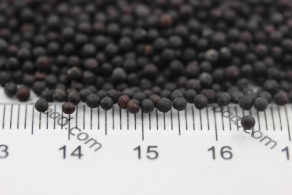 滿天星<a href='http://www.fscangbo.com/' target='_blank'>種子</a> 滿天星種子