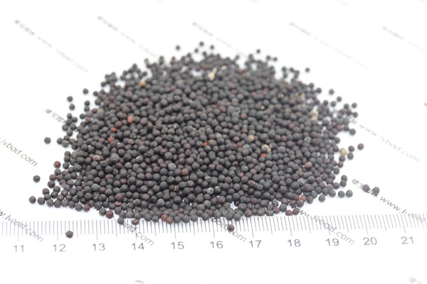 <a href='http://www.fscangbo.com/caohuazhongzi/1595.html' target='_blank'>滿天星</a><a href='http://www.fscangbo.com/' target='_blank'>種子</a> <a href='http://www.fscangbo.com/caohuazhongzi/1595.html' target='_blank'>滿天星種子</a>