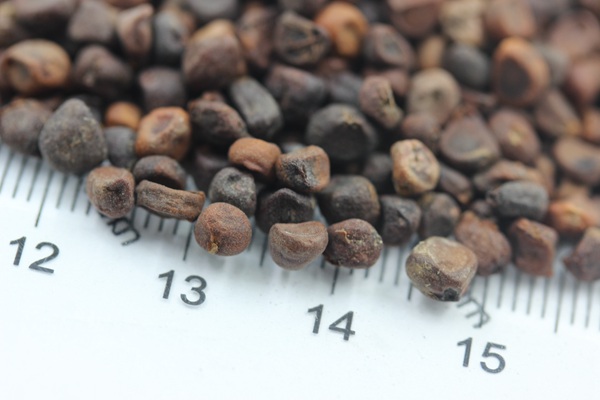 <a href='http://www.fscangbo.com/caohuazhongzi/1591.html' target='_blank'>馬蘭</a><a href='http://www.fscangbo.com/' target='_blank'>種子</a> <a href='http://www.fscangbo.com/caohuazhongzi/1591.html' target='_blank'>馬蘭種子</a>