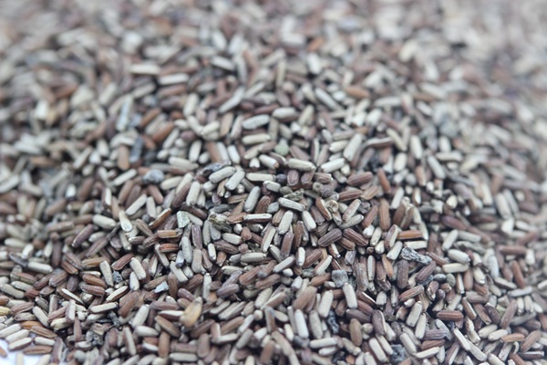 <a href='http://www.fscangbo.com/caohuazhongzi/1590.html' target='_blank'>馬鞭草種子</a>