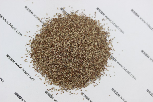 <a href='http://www.fscangbo.com/caohuazhongzi/1590.html' target='_blank'>馬鞭草</a><a href='http://www.fscangbo.com/' target='_blank'>種子</a>