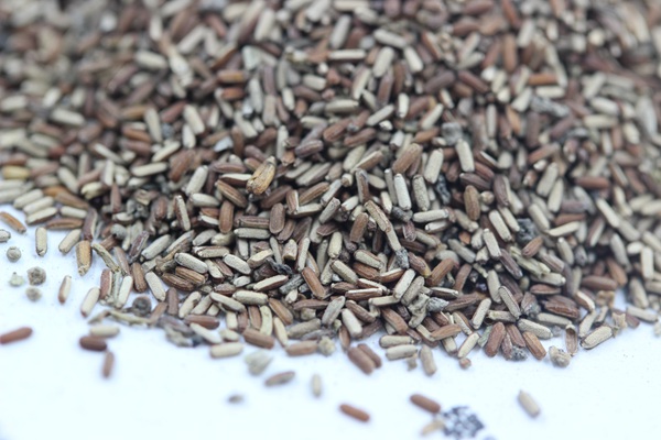 <a href='http://www.fscangbo.com/caohuazhongzi/1590.html' target='_blank'>馬鞭草</a><a href='http://www.fscangbo.com/' target='_blank'>種子</a>