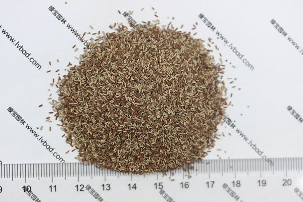 <a href='http://www.fscangbo.com/caohuazhongzi/1590.html' target='_blank'>馬鞭草種子</a>