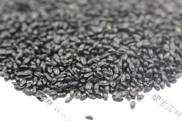 <a href='http://www.fscangbo.com/caohuazhongzi/1586.html' target='_blank'>耬斗菜</a><a href='http://www.fscangbo.com/' target='_blank'>種子</a>