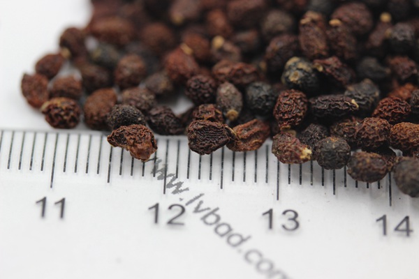 藍花鳶尾<a href='http://www.fscangbo.com/' target='_blank'>種子</a>