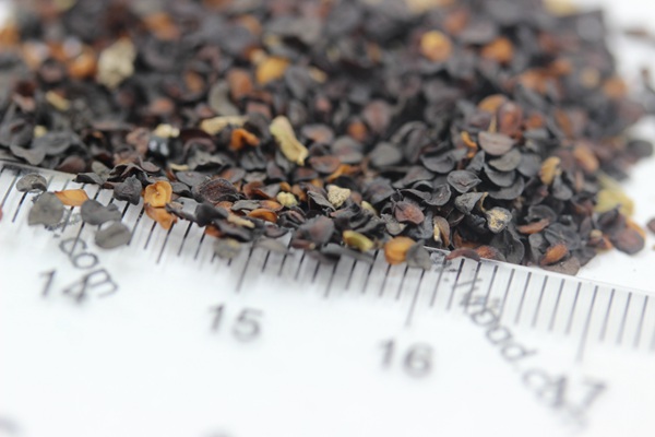 康乃馨<a href='http://www.fscangbo.com/' target='_blank'>種子</a>