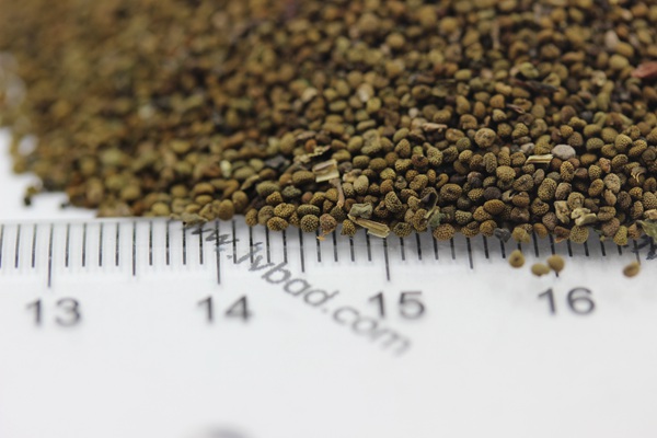 半枝蓮<a href='http://www.fscangbo.com/' target='_blank'>種子</a> <a href='http://www.fscangbo.com/caohuazhongzi/1022.html' target='_blank'>半枝蓮種子</a>