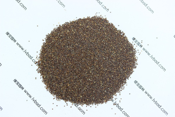 矮牽<a href='http://www.fscangbo.com/' target='_blank'>種子</a> 矮牽<a href='http://www.fscangbo.com/' target='_blank'>種子</a>