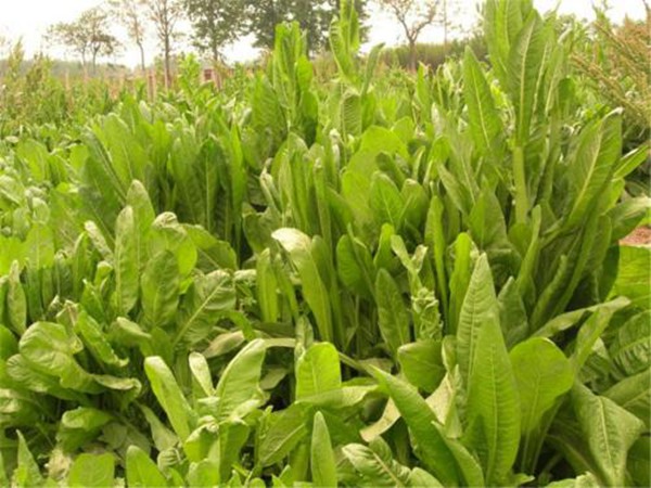 菊苣圖片 菊苣圖片